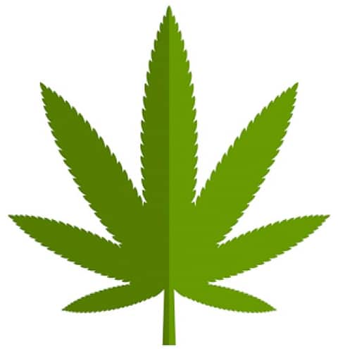 cannabis