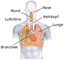 Atemwegssystem - Nase, Kehlkopf, Luftröhre, Lunge, Rachen