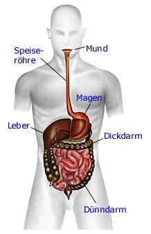 Anatomie Des Menschen Mit Vielen Bildern Erklarungen