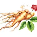 ginseng