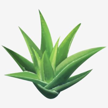 aloevera